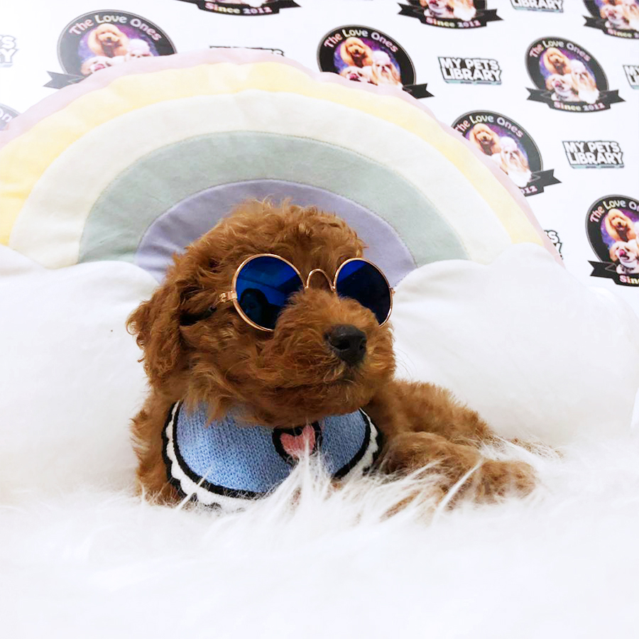Red Toy Poodle Puppy (Male) For Sale