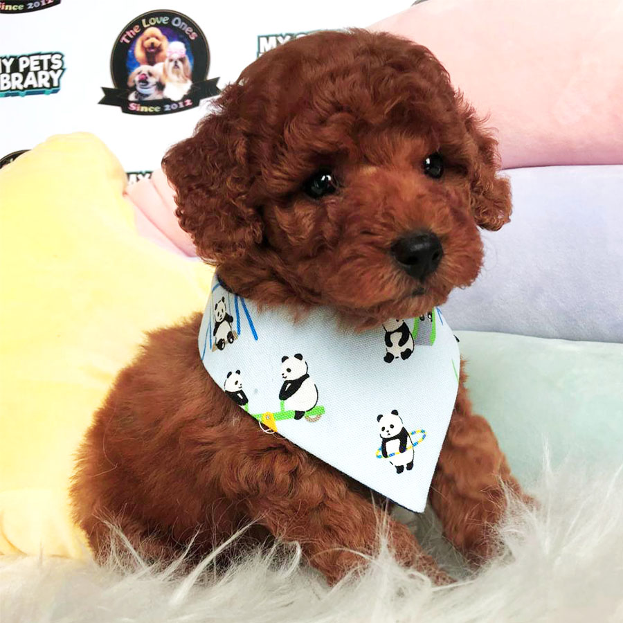 Super Red Toy Poodle Puppy (Male) For Sale