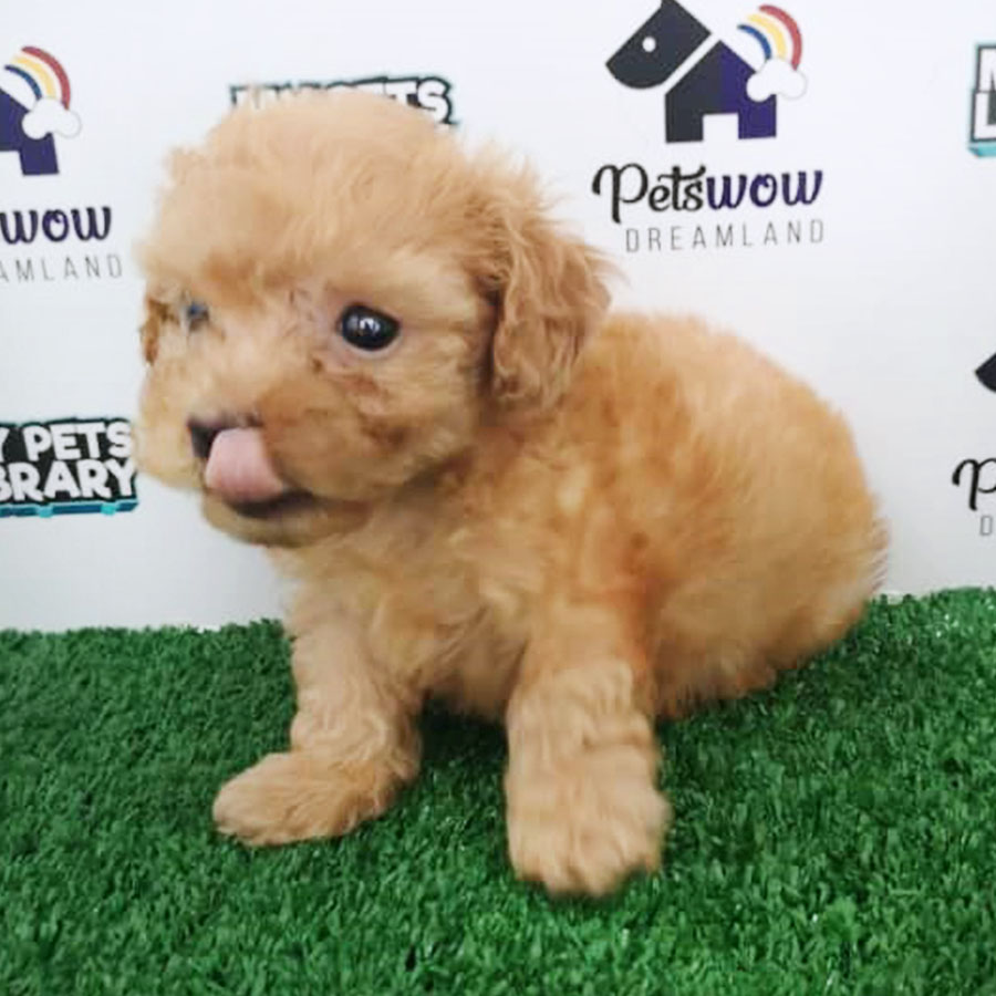 Brown Toy Poodle Puppy (Male) For Sale