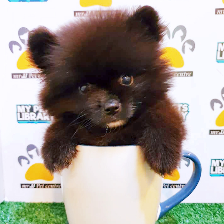 Black Teacup Pomeranian Puppy (Male) For Sale