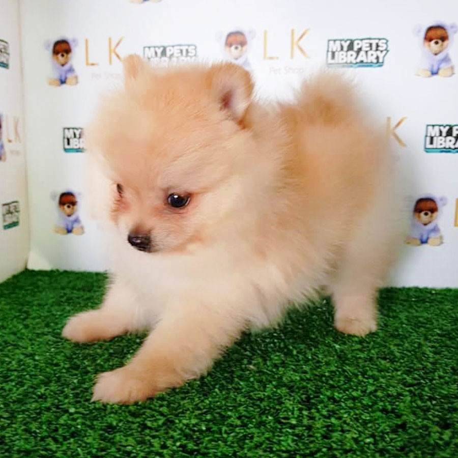 Orange Pomeranian Puppy (Male) For Sale