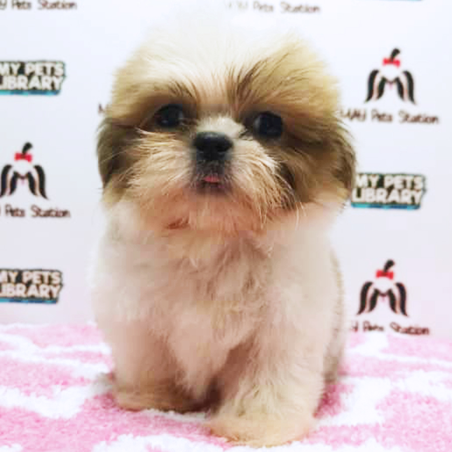 Parti Colour Tiny Shih Tzu Puppy (Male) For Sale