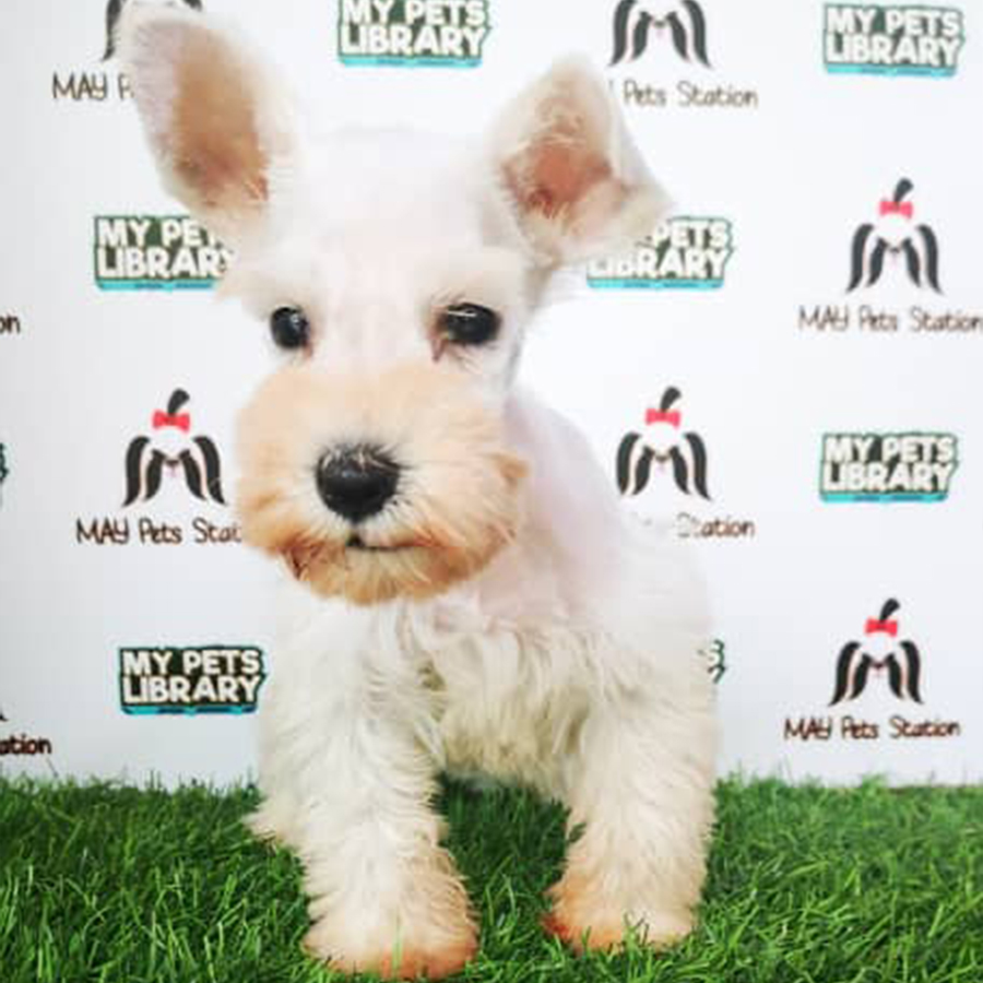White Miniature Schnauzer Puppy (Female) For Sale
