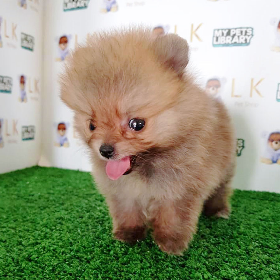 Sable Brown Pomeranian Puppy (Female) For Sale