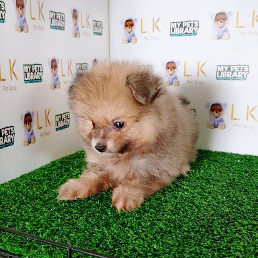 Sable Pomeranian Puppy (Male) For Sale