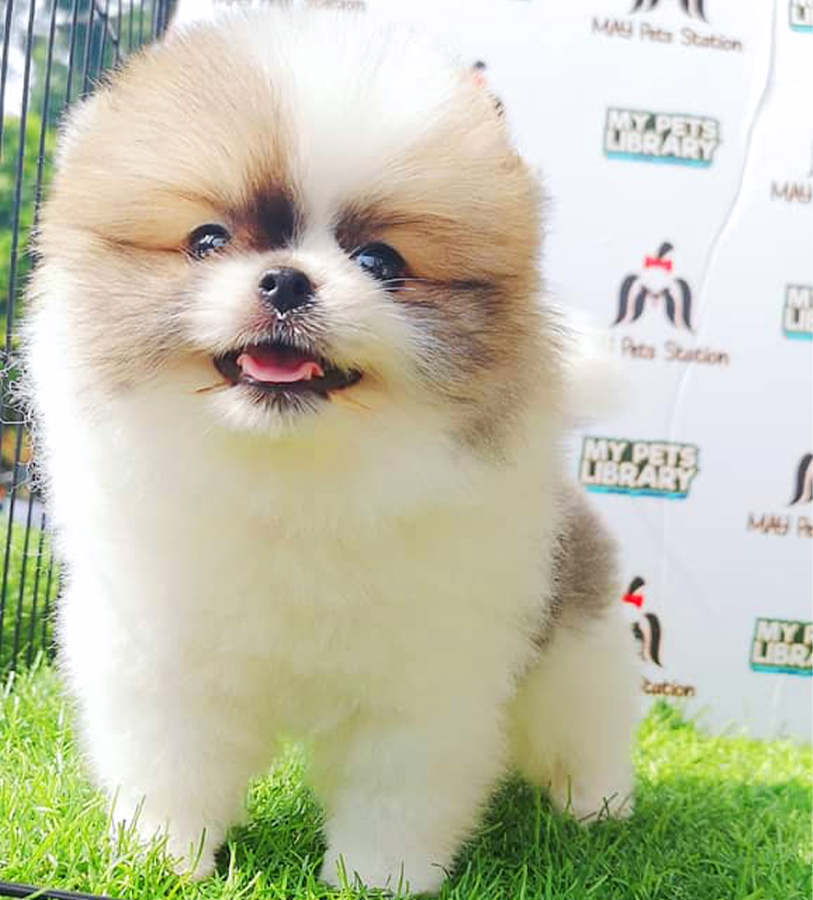 Parti Colour Tiny Pomeranian Puppy (Male) For Sale