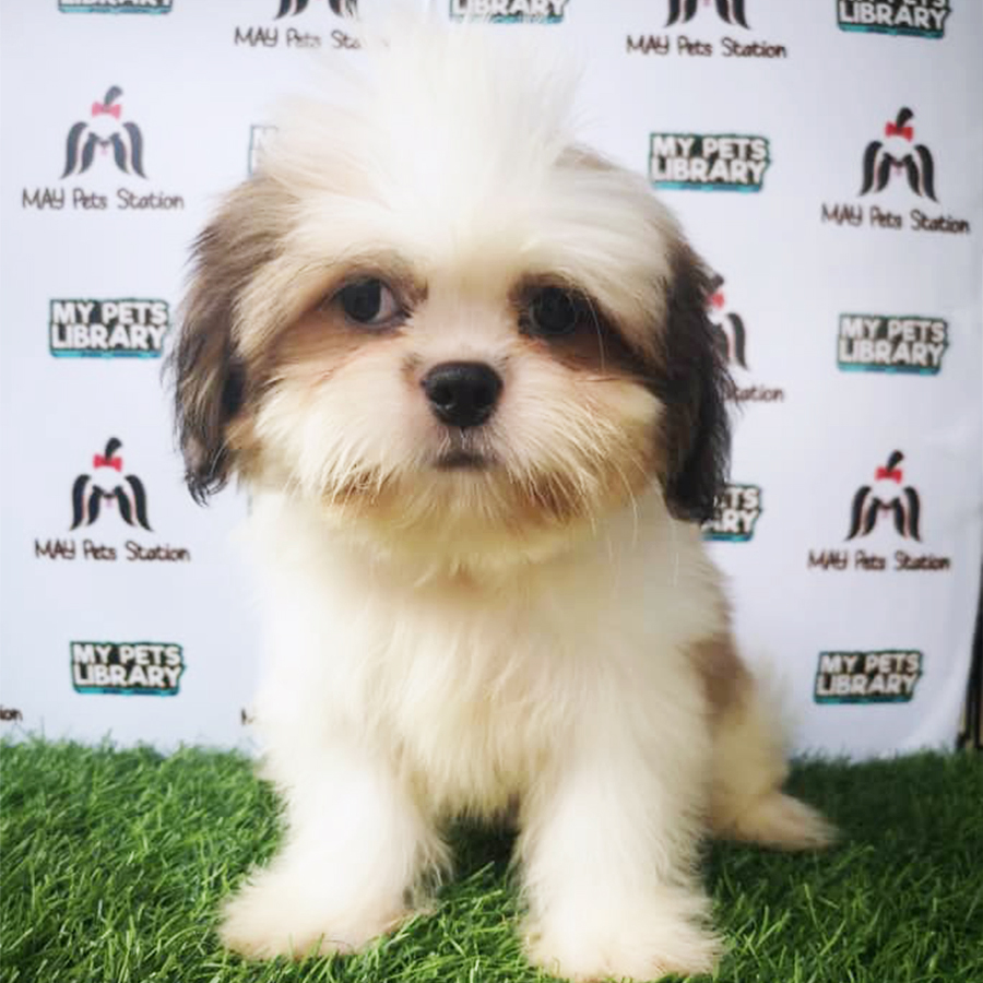 Tri Colour Shih Tzu Puppy (Male) For Sale