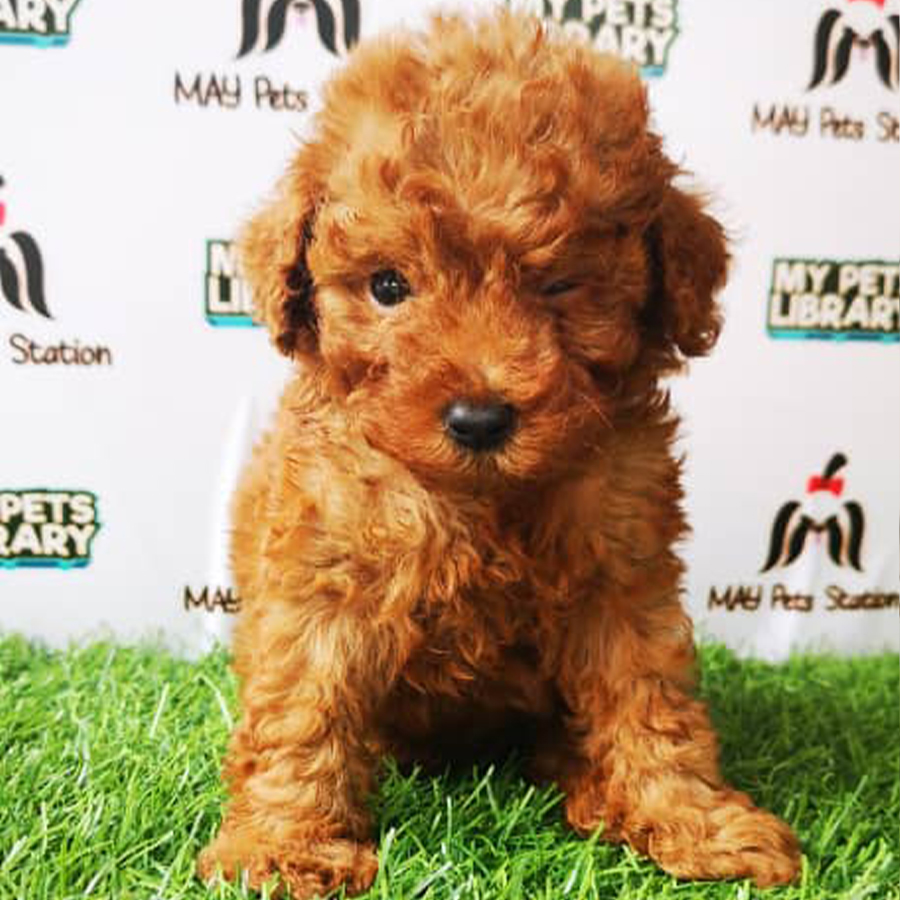 Brown Tiny Toy Poodle Puppy (Male) For Sale