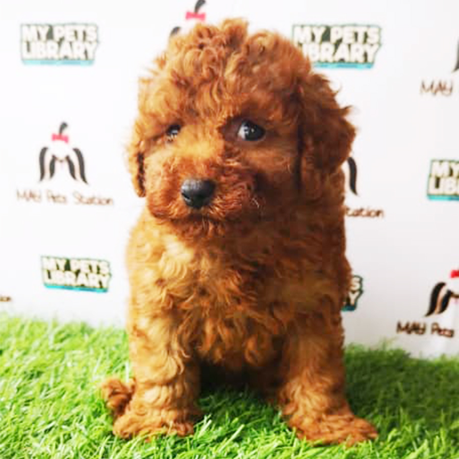 Brown Tiny Toy Poodle Puppy (Male) For Sale