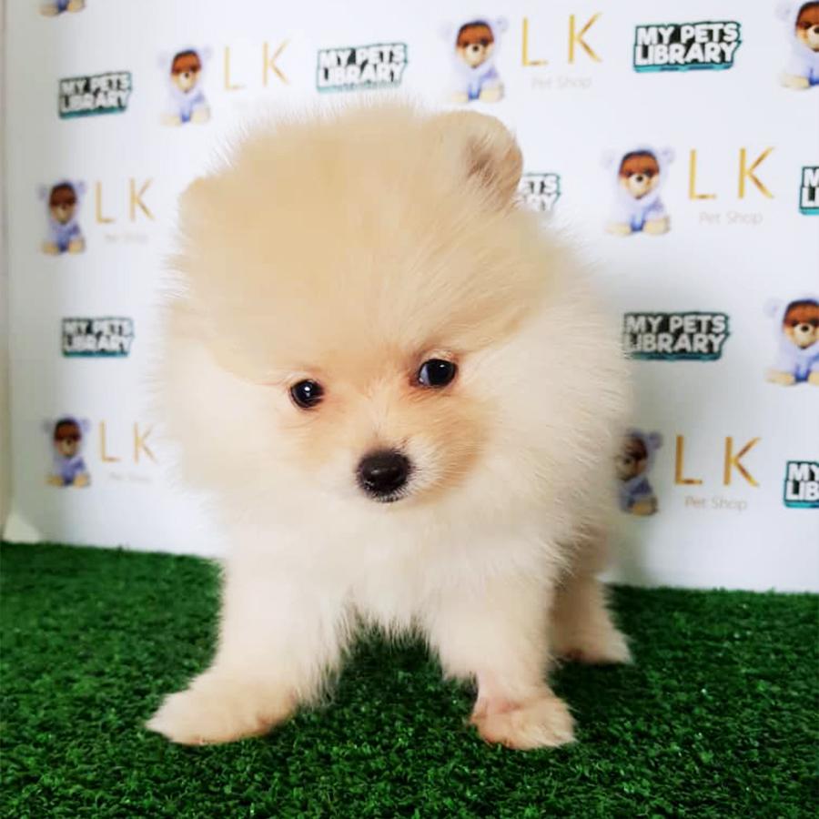 Cream Pomeranian Puppy (Male) For Sale