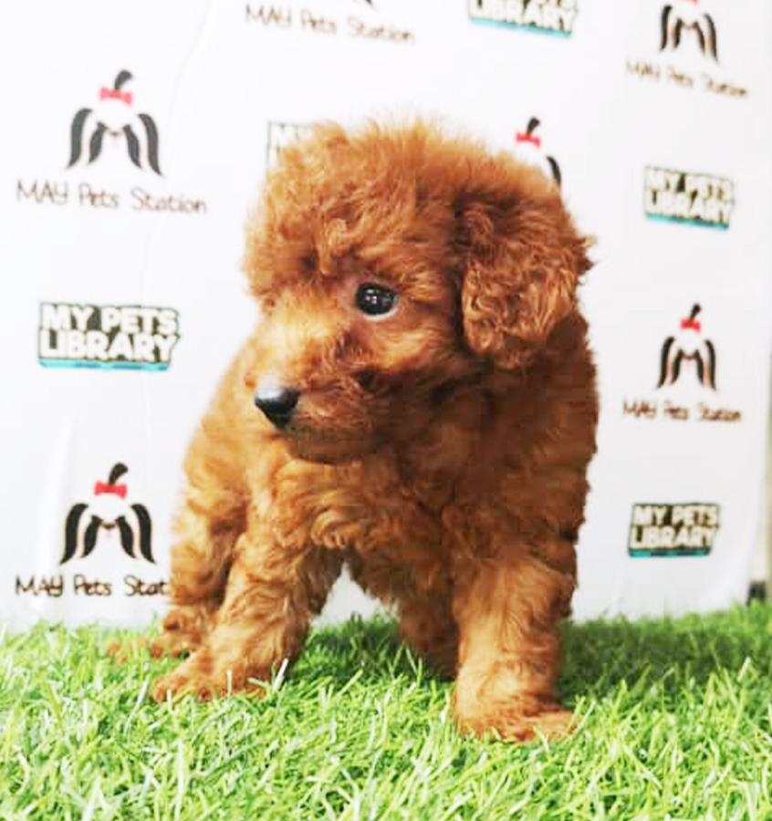 Brown Tiny Toy Poodle Puppy (Male) For Sale