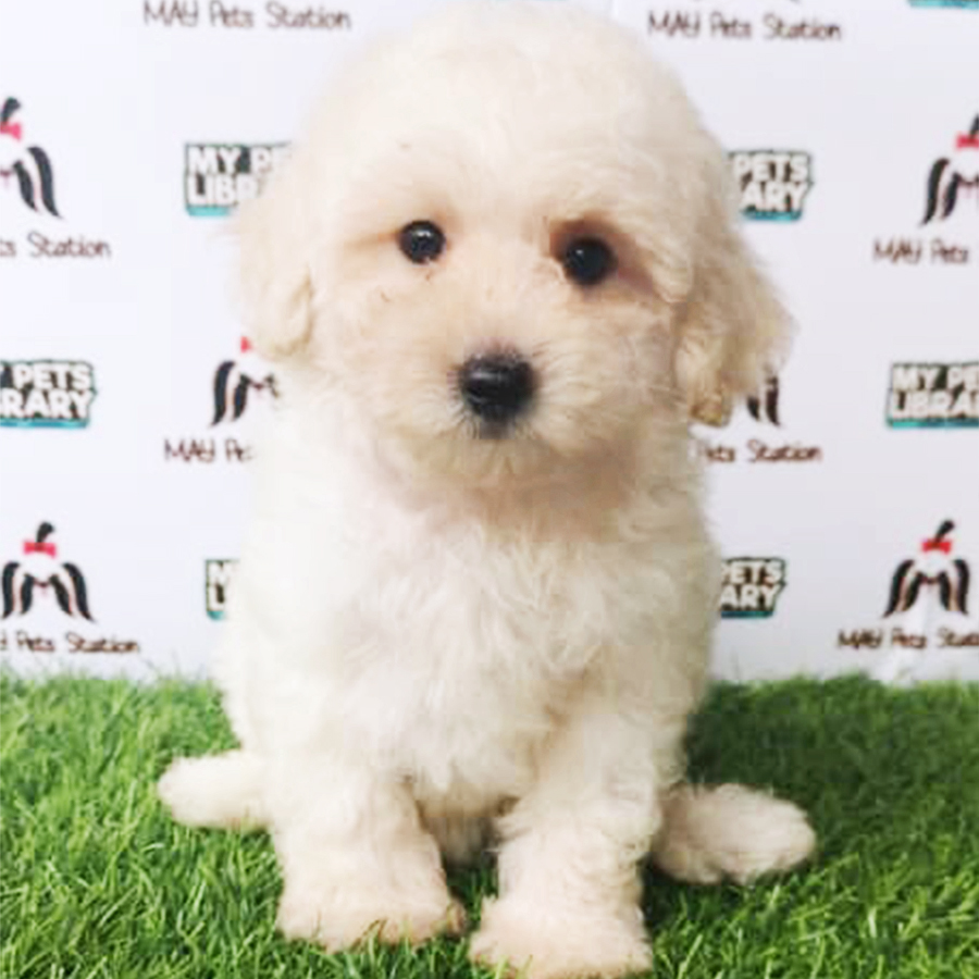 White Tiny Toy Poodle Puppy (Male) For Sale