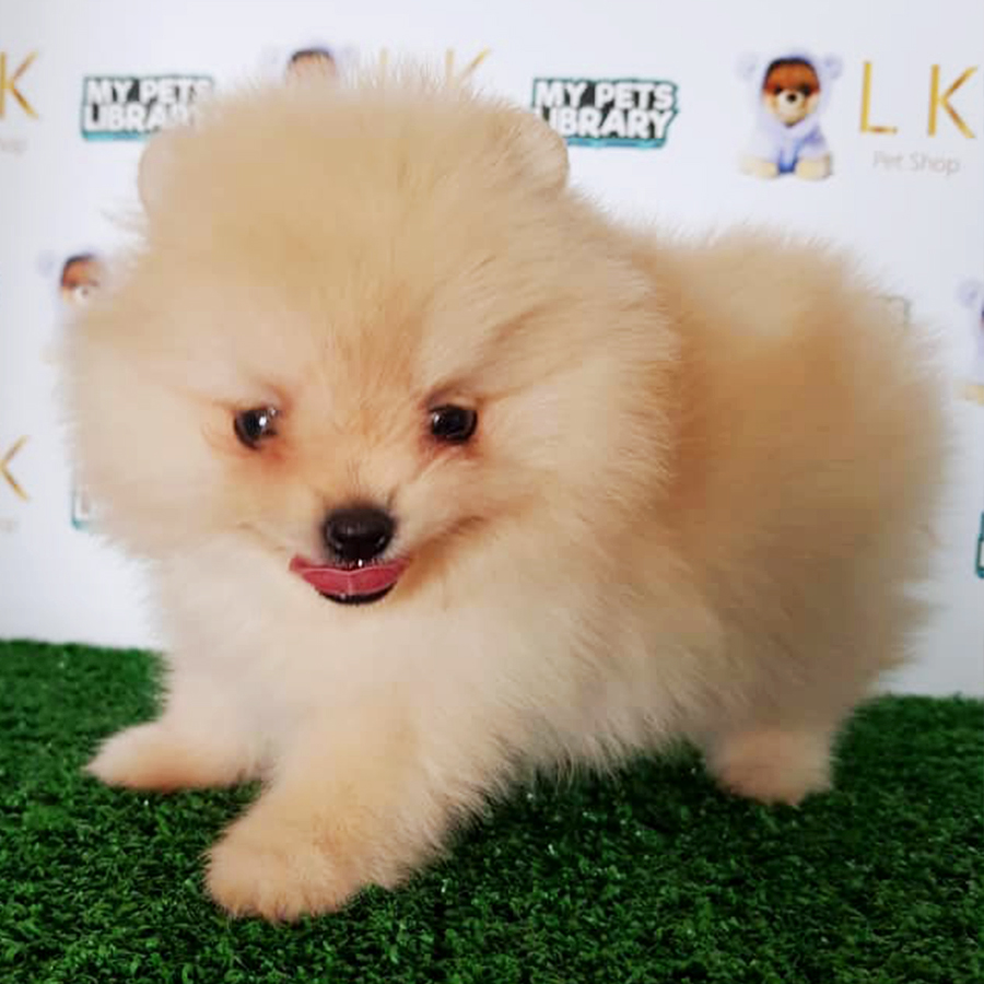 Orange Pomeranian Puppy (Female) For Sale