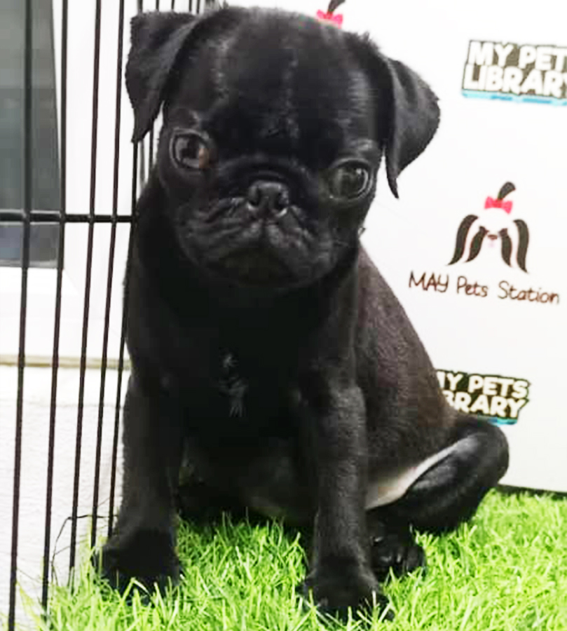 Black Pug Puppy (Female) For Sale