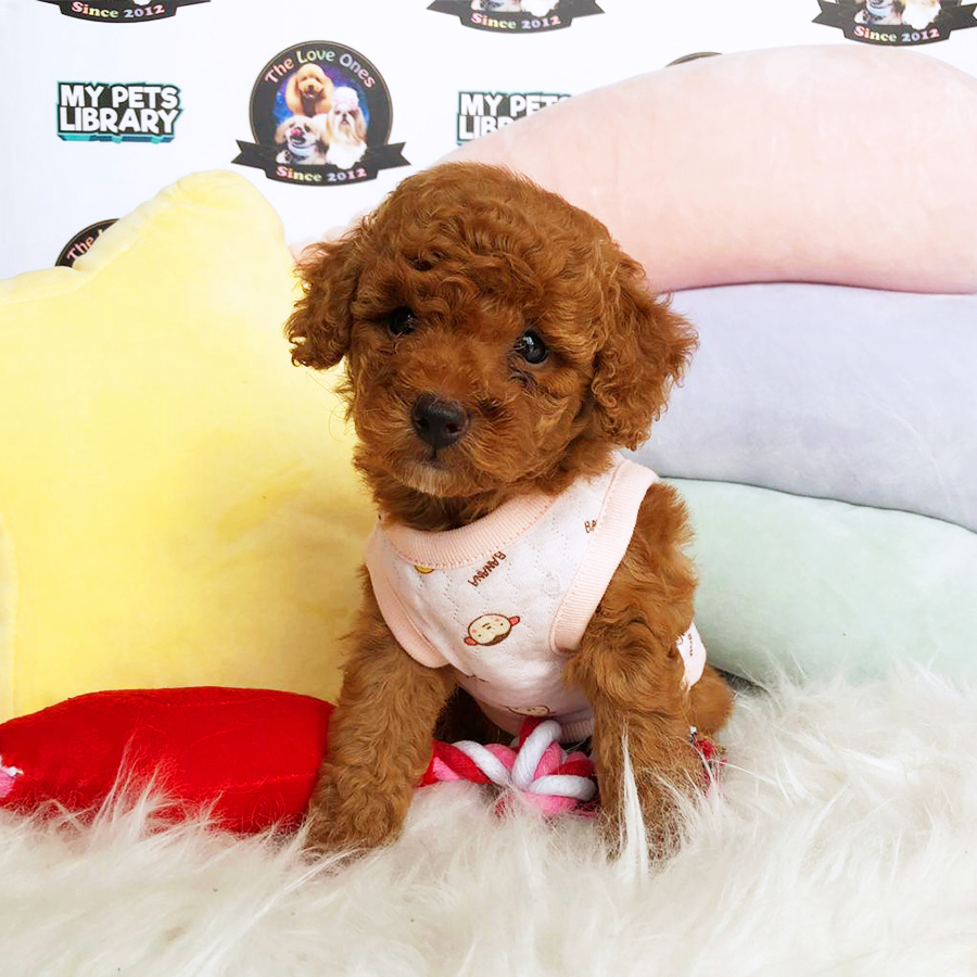Super Red Toy Poodle Puppy (Female) For Sale