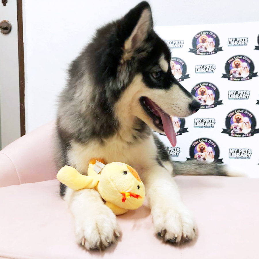 Alaskan Malamute Puppy (Male) For Sale