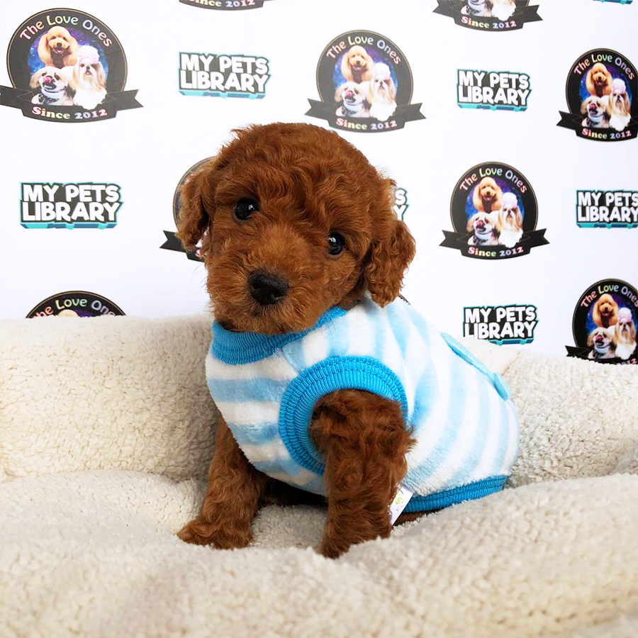 Super Red Toy Poodle Puppy (Male) For Sale