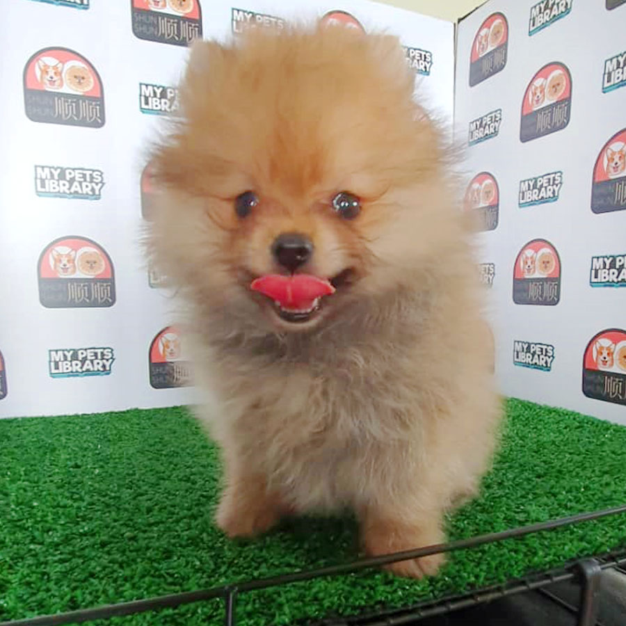 Sable Brown Pomeranian Puppy (Female) For Sale