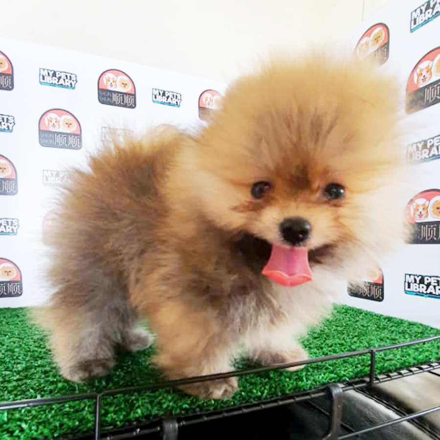 Sable Brown Pomeranian Puppy (Male) For Sale