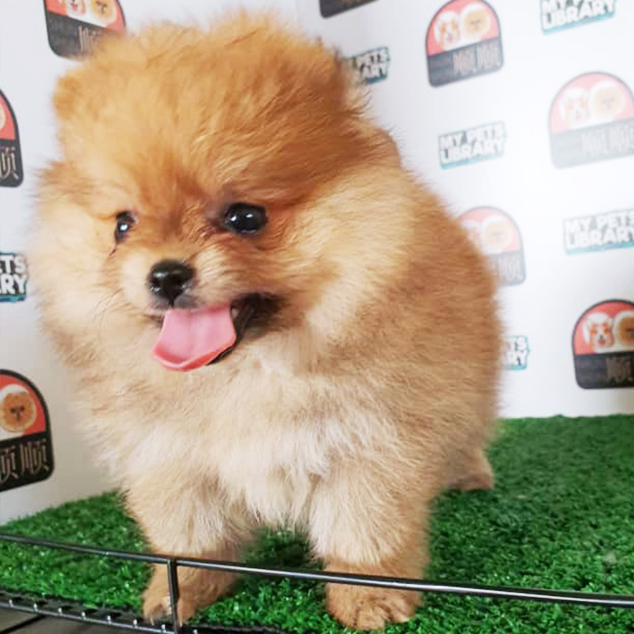 Brown Pomeranian Puppy (Female) For Sale