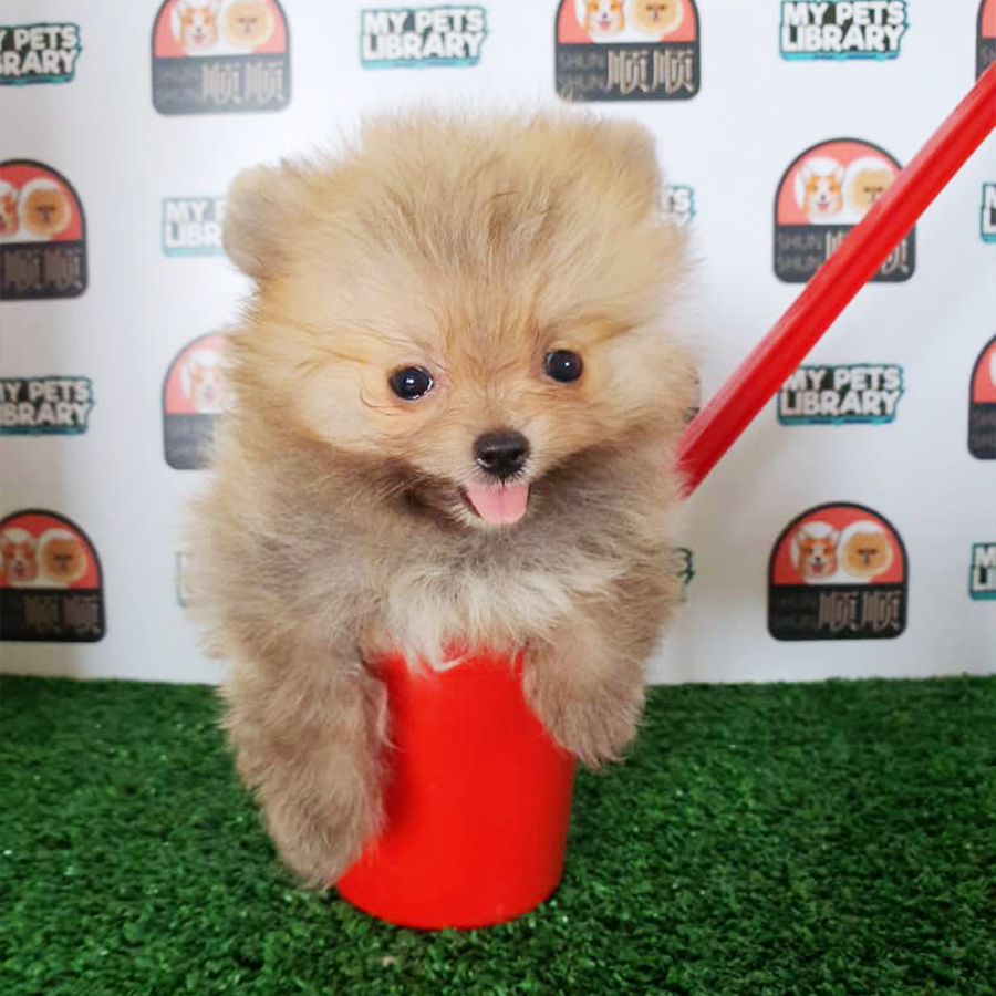 Sable Pomeranian Puppy (Female) For Sale