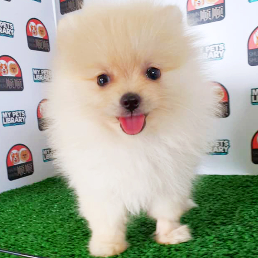 Cream Pomeranian Puppy (Female) For Sale