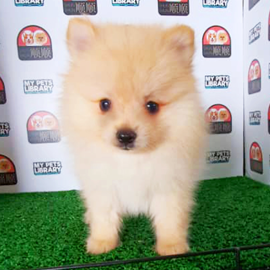 Cream Pomeranian Puppy (Male) For Sale