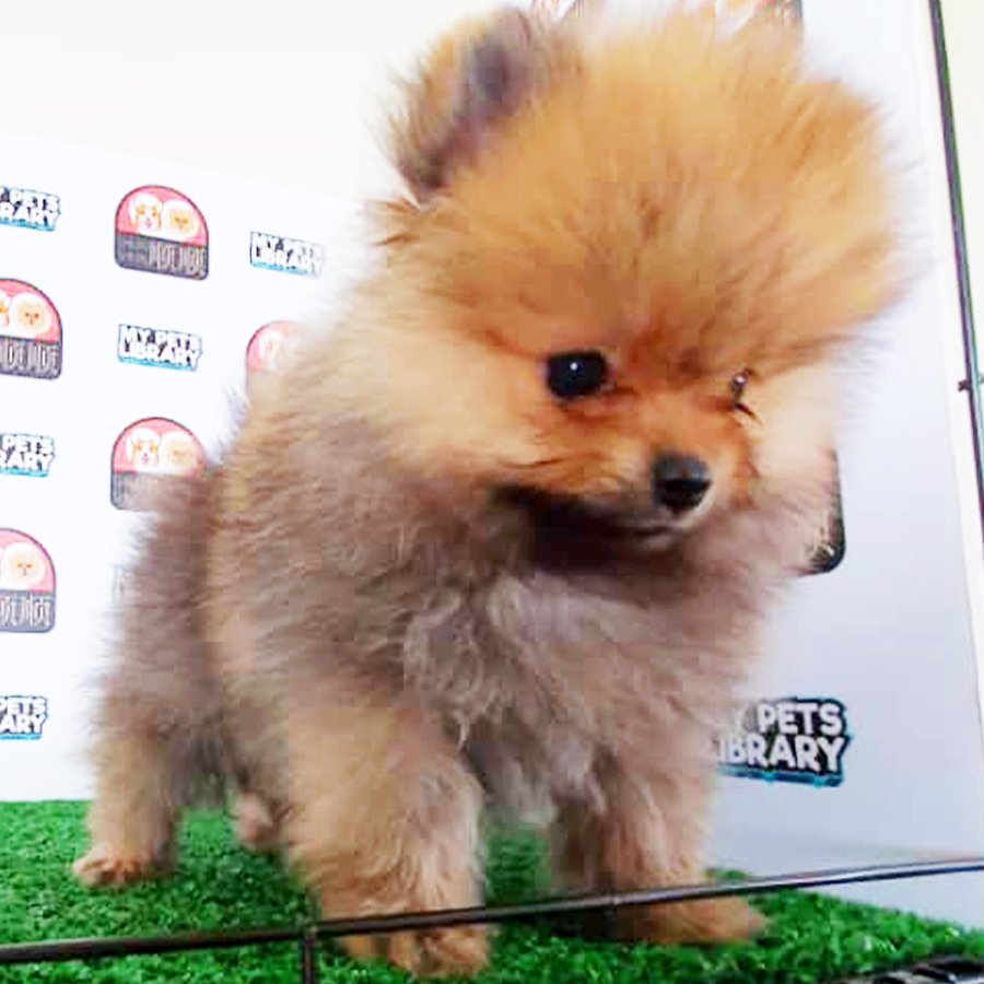 Sable Brown Pomeranian Puppy (Female) For Sale