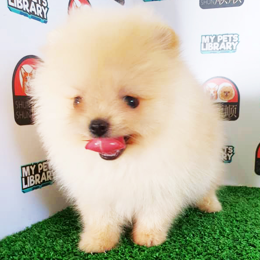 Cream Pomeranian Puppy (Female) For Sale