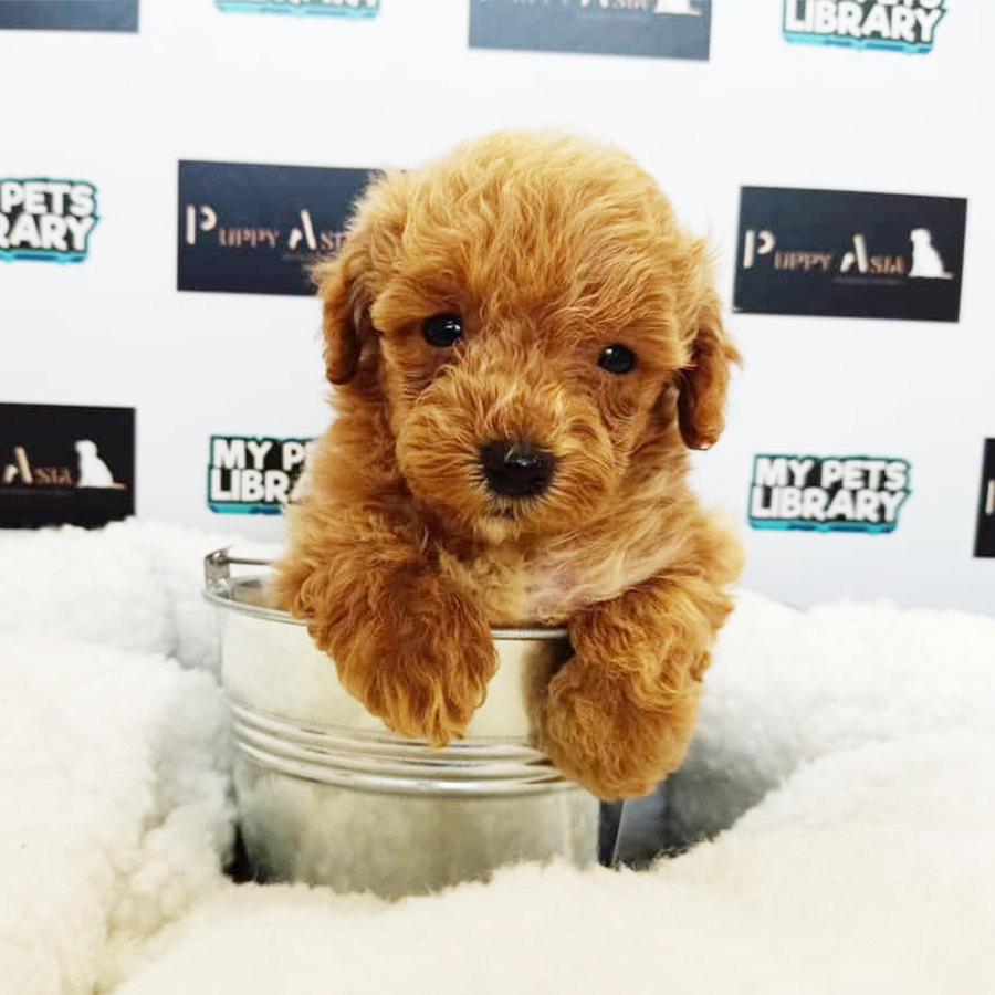 Brown Toy Poodle Puppy (Male) For Sale
