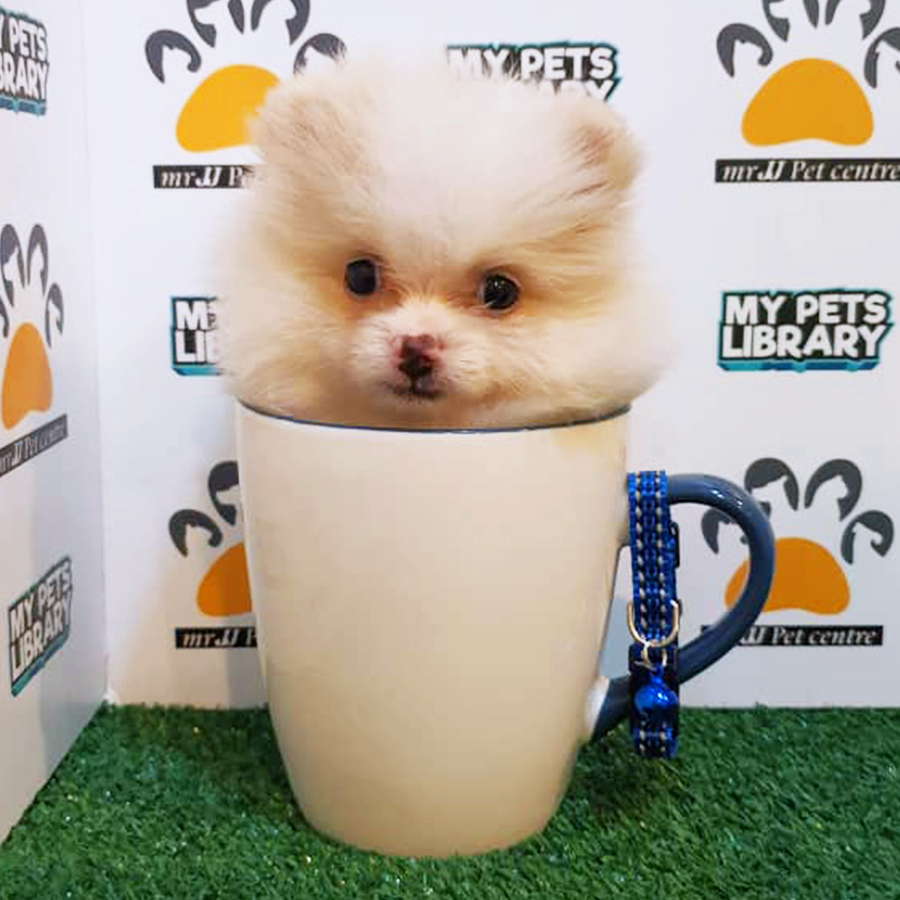 Parti Colour Teacup Pomeranian Puppy (Female) For Sale