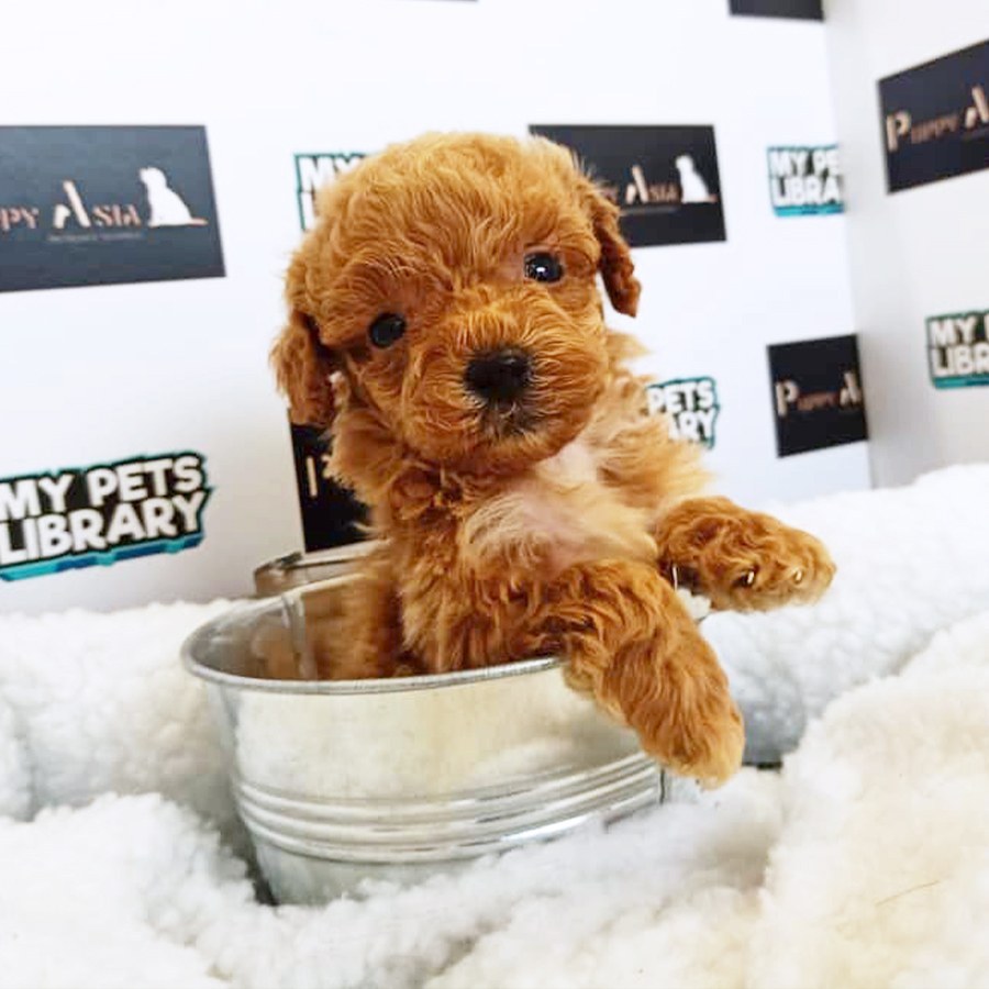 Brown Toy Poodle Puppy (Male) For Sale