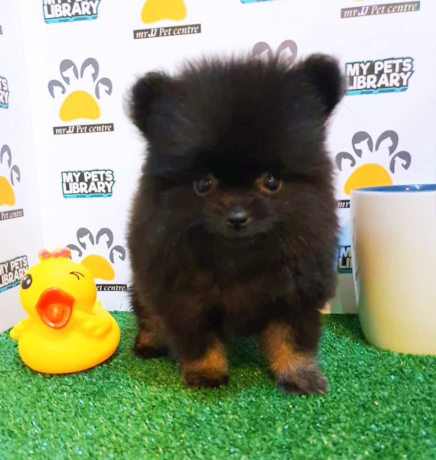 Black & Tan Teacup Pomeranian Puppy (Male) For Sale