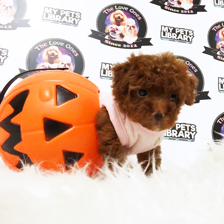 Super Red Tiny Poodle Puppy (Female) For Sale