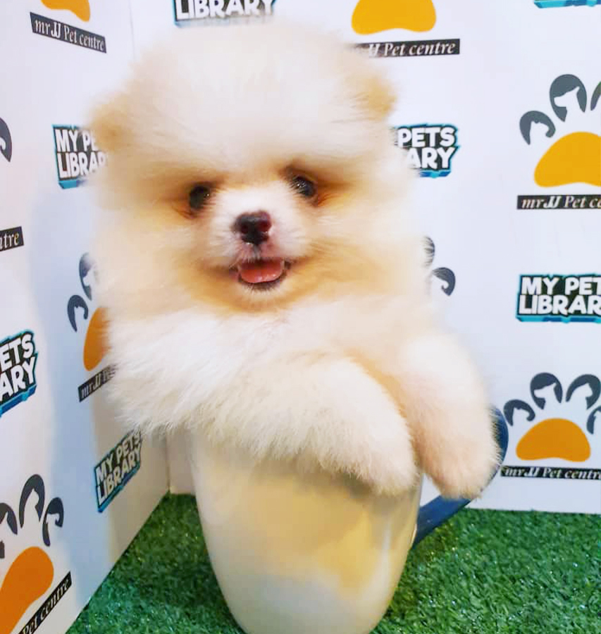 Parti White Teacup Pomeranian Puppy (Male) For Sale