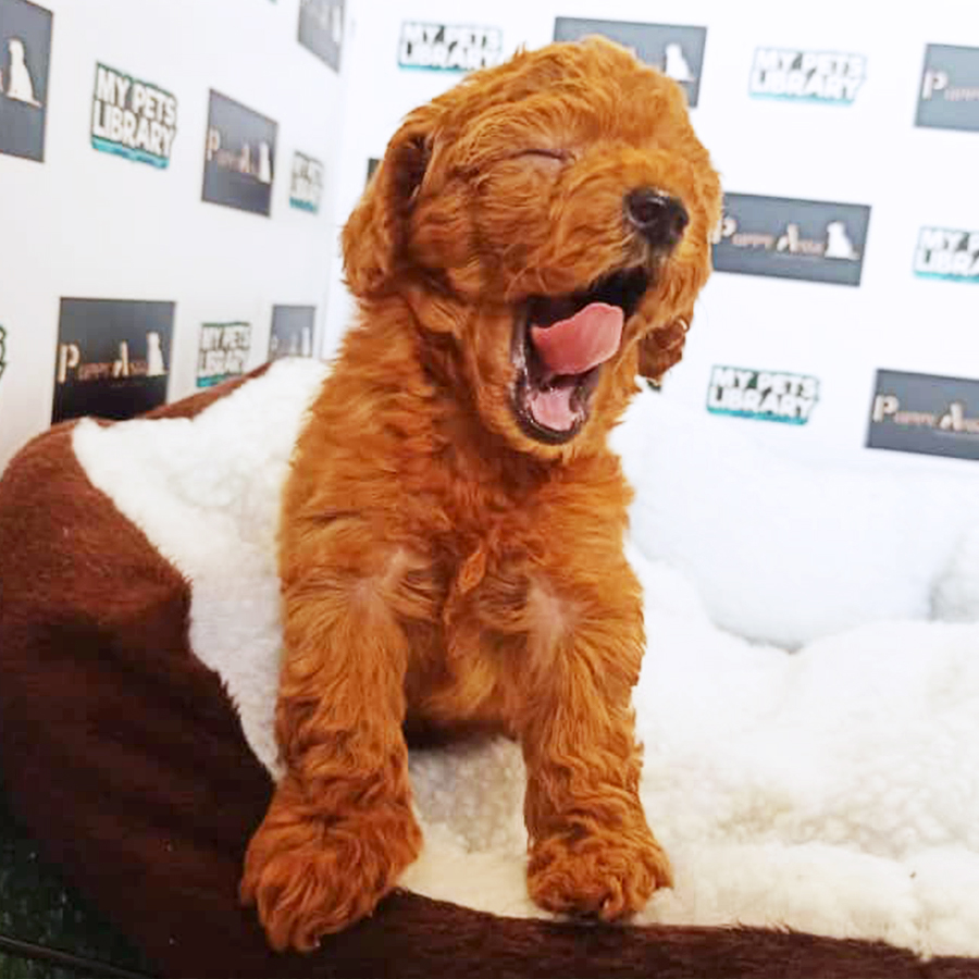 Brown Toy Poodle Puppy (Male) For Sale