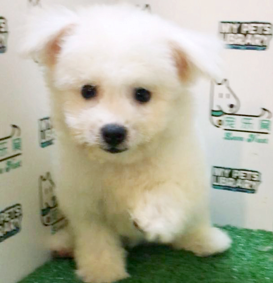 Bichon Frise Puppy (Male) For Sale