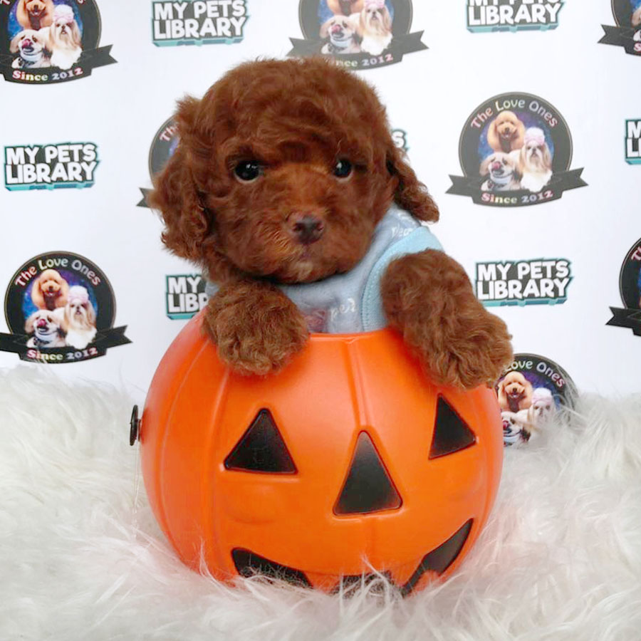 Tiny Toy Poodle Puppy (Male) For Sale