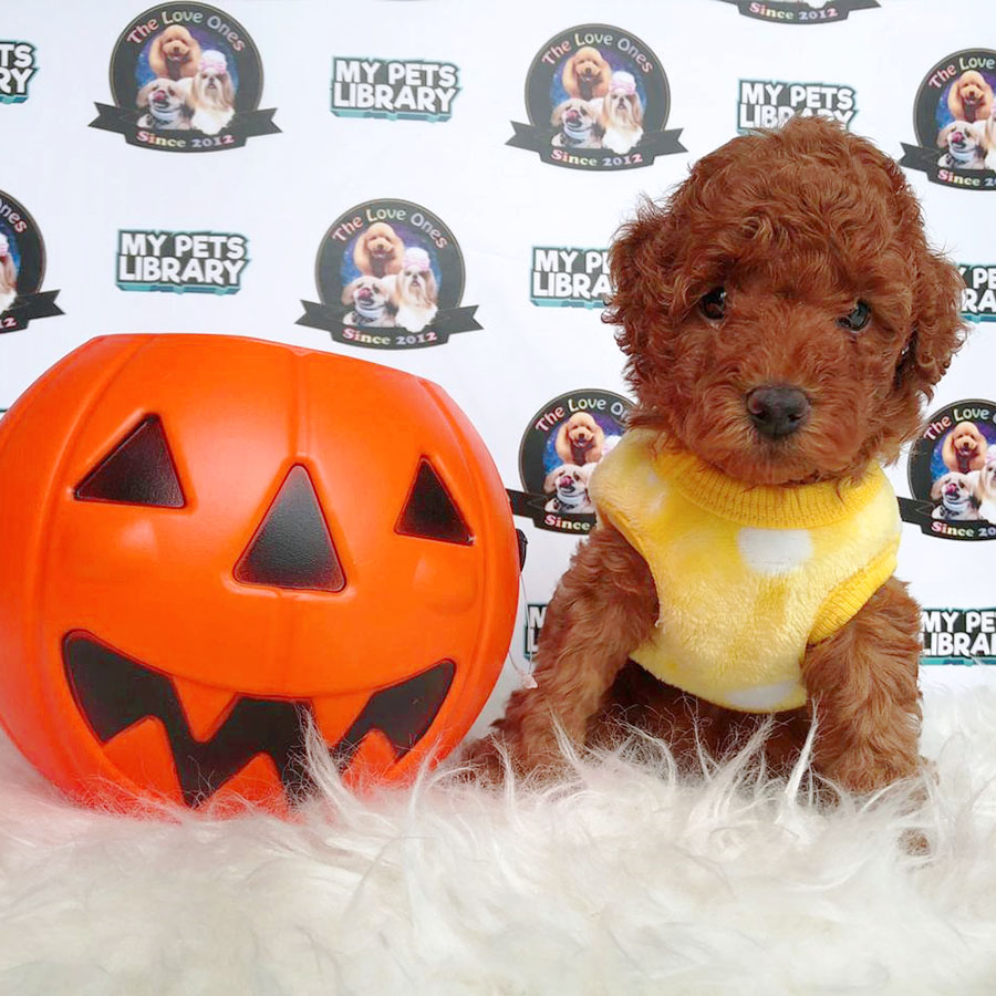 Tiny Toy Poodle Puppy (Female) For Sale