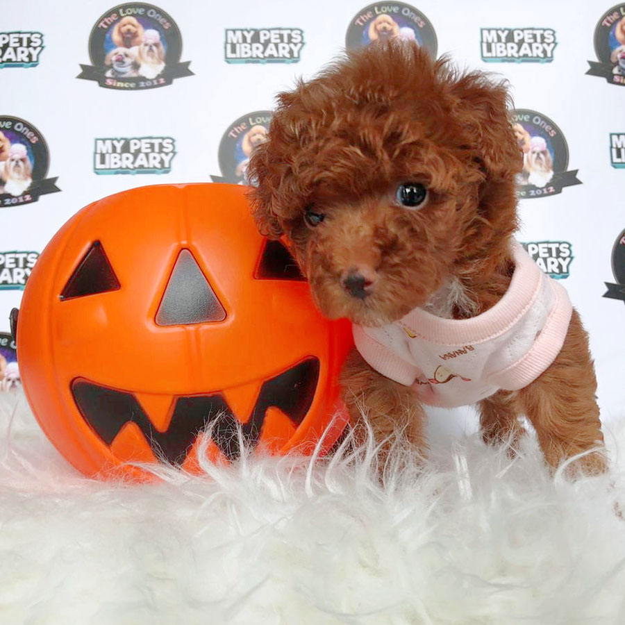 Tiny Poodle Puppy (Female) For Sale