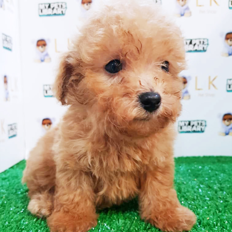 Brown Toy Poodle Puppy (Female) For Sale