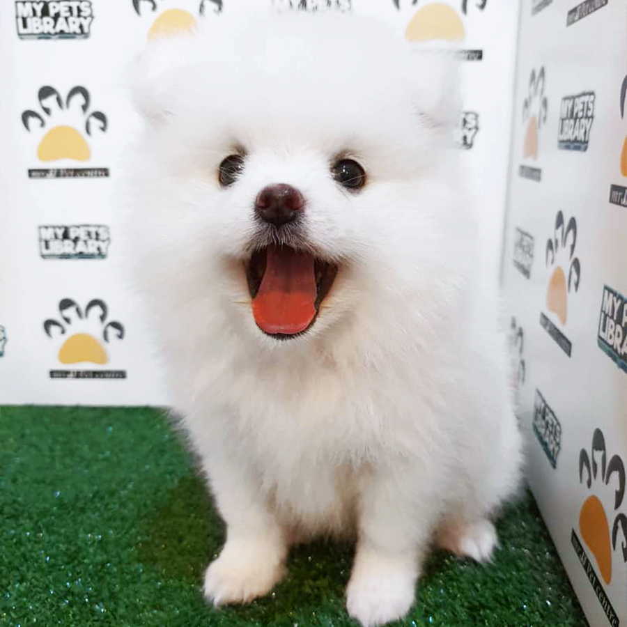 White Pomeranian Puppy (Female) For Sale