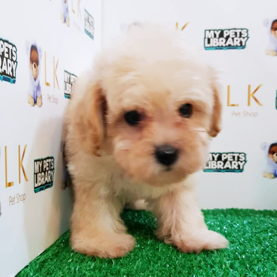 Cream Toy Poodle Puppy (Male) For Sale