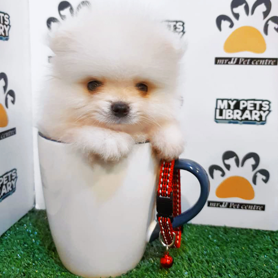Cream White Teacup Pomeranian Puppy (Male) For Sale