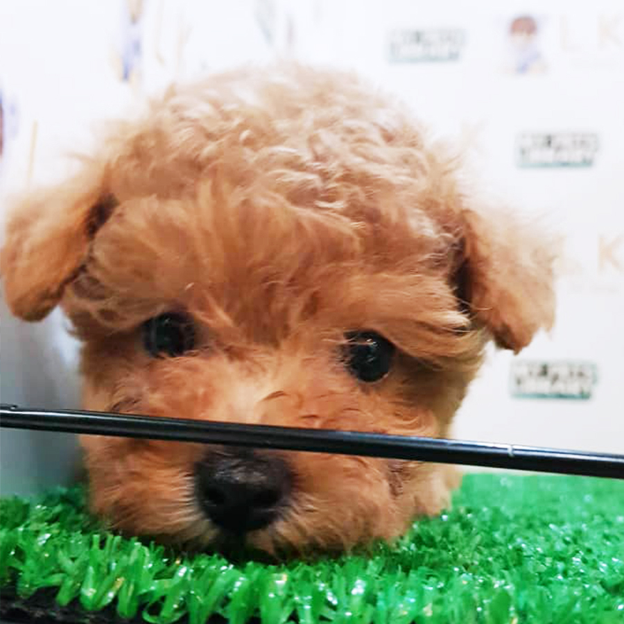 Brown Toy Poodle Puppy (Female) For Sale
