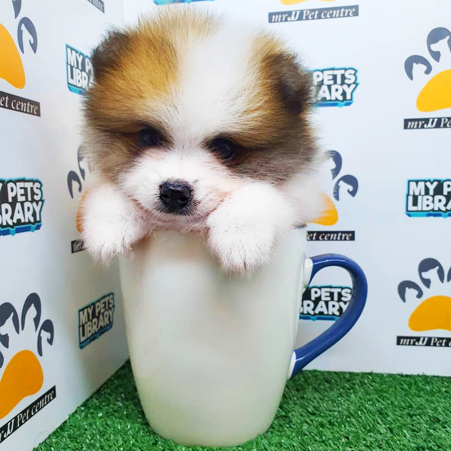 Parti Colour Teacup Pomeranian Puppy (Male) For Sale