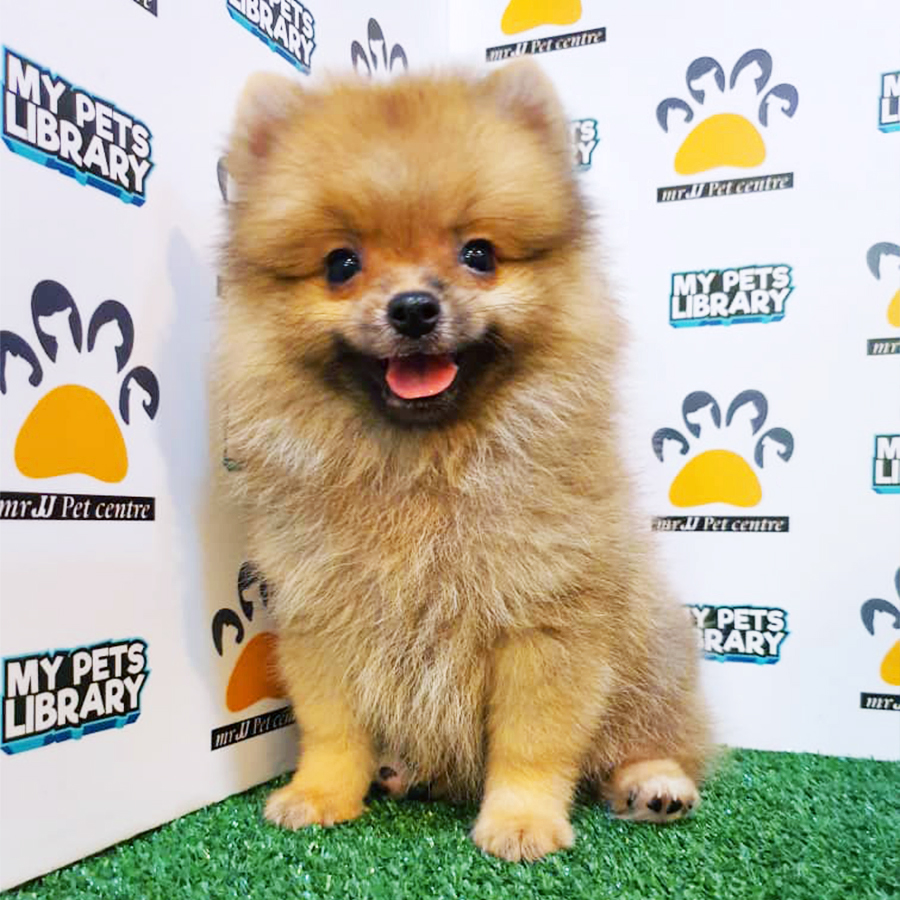 Brown Pomeranian Puppy (Male) For Sale