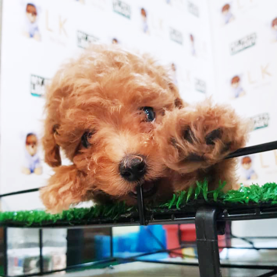 Brown Toy Poodle Puppy (Male) For Sale