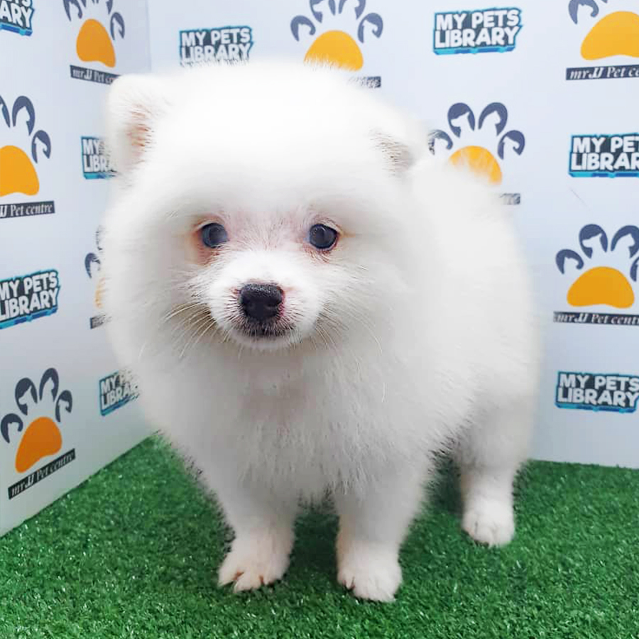 White Pomeranian Puppy (Female) For Sale