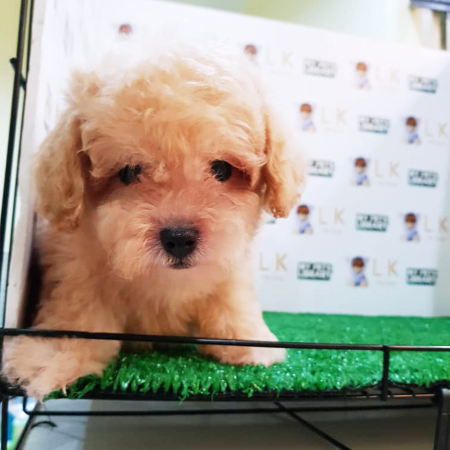 Cream Toy Poodle Puppy (Male) For Sale